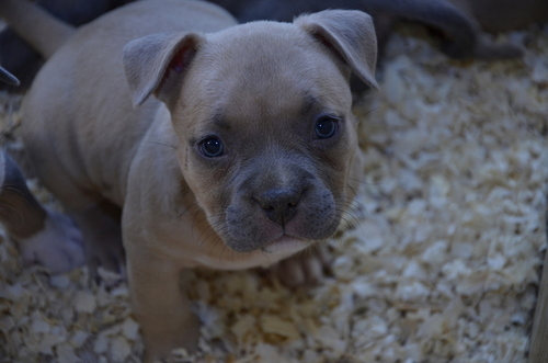 American Bully for Sale in New Jersey Newark 29876