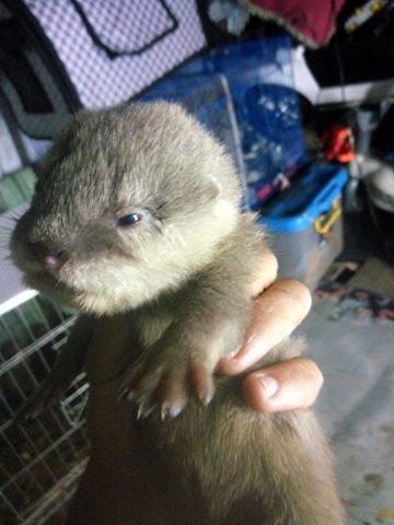 clawed otters asian call text petzdaddy ad