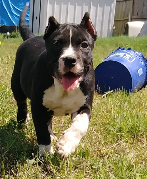 American Bully for Sale in North Carolina Raeford