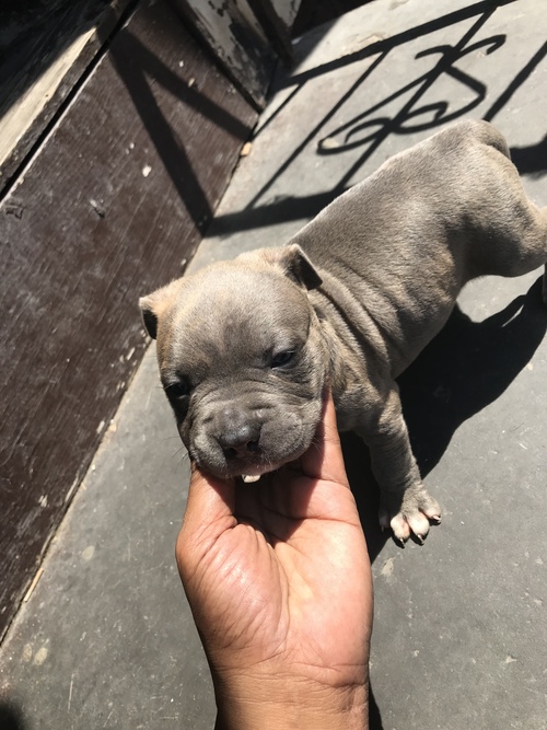 Staffordshire Bull Terrier for Sale in New york Bklyn Ny