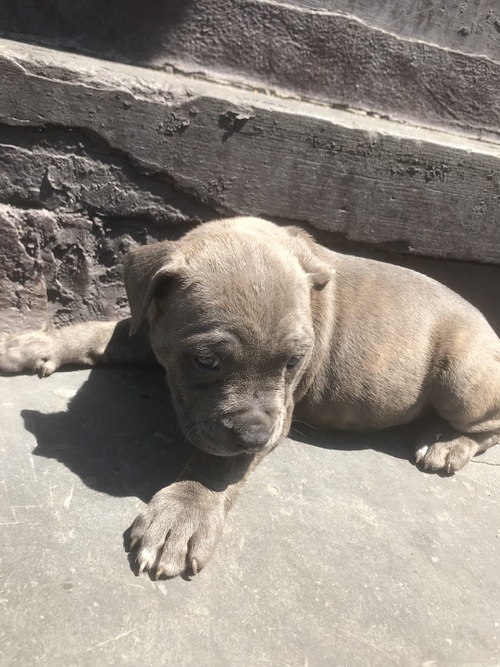 Staffordshire Bull Terrier for Sale in New york Bklyn Ny