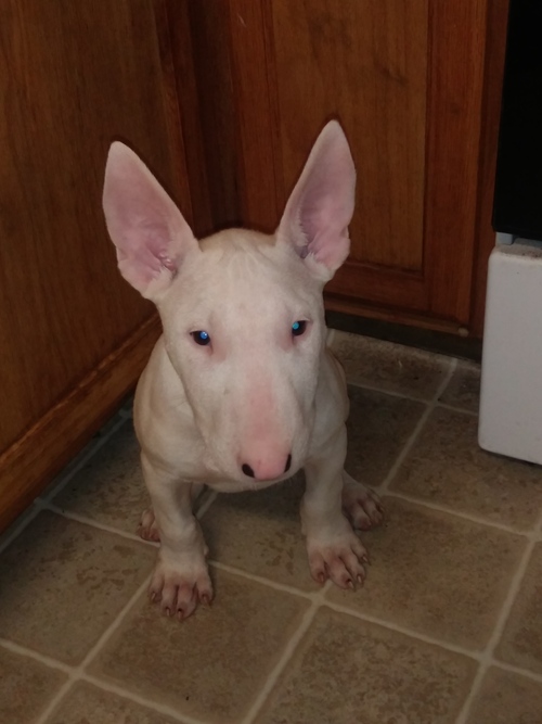 Bull Terrier for Sale in Florida Fort Meade 57116