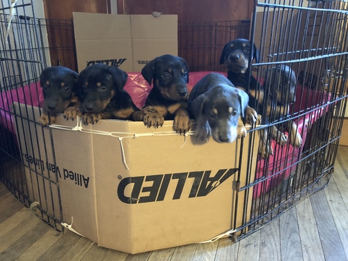 Doberman Pinscher for Sale in IN - Indianapolis | #58935 ...