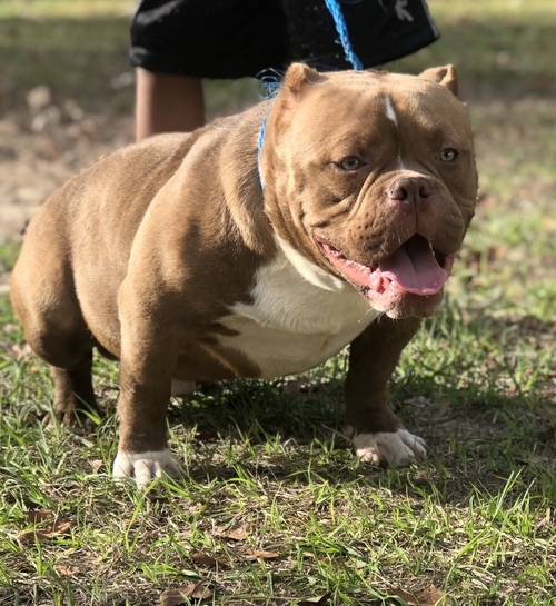American Bully for Sale in Florida 59114 PetZDaddy