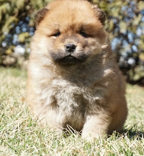 Chow Chow for Sale in Texas - Dallas | #60366 - PetZDaddy