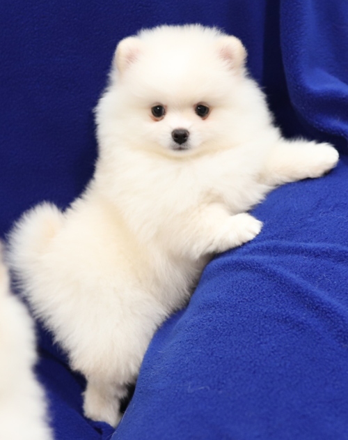 Pomeranian for Sale in Louisiana Baton Rouge 61607