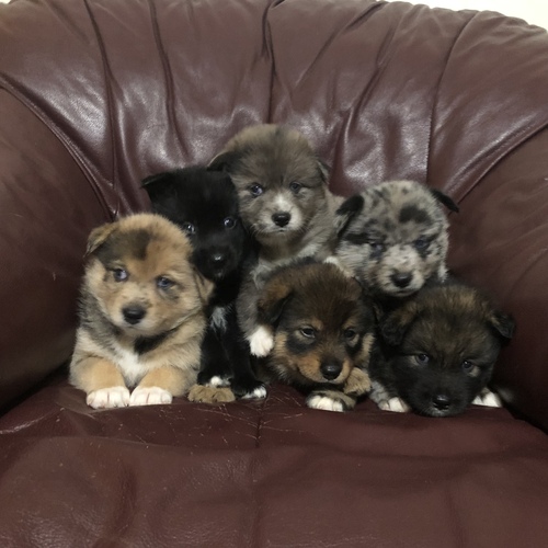 Mixed Breed for Sale in West Virginia Martinsburg