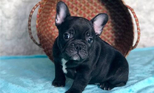 French Bulldog for Sale in Connecticut New Britain