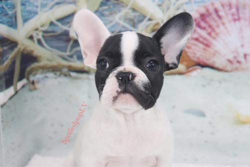 20 HQ Pictures French Bulldog Las Vegas News : High Roller Kennels - Best Exotic French Bulldogs in Las Vegas