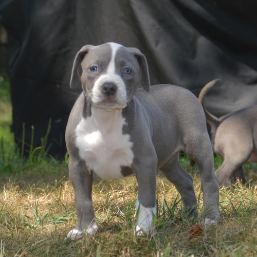 American Bully for Sale in New Jersey Toms River