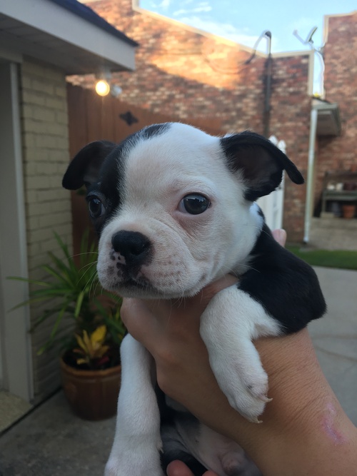 Boston Terrier for Sale in Louisiana New Orleans