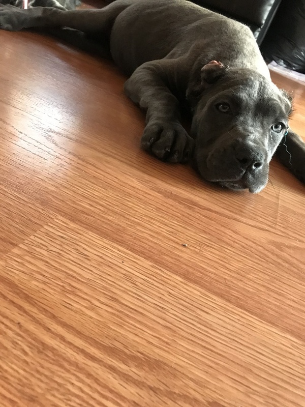 Cane Corso for Sale in Maryland Baltimore 65624