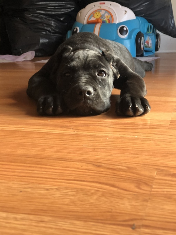 Cane Corso for Sale in Maryland Baltimore 65624
