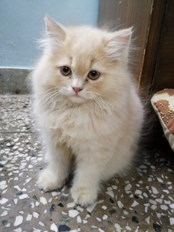 Persian for Sale in Louisiana New Orleans 66421