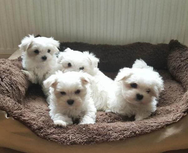 4. Private Owner Puppies for Sale on Hoobly Classifieds - wide 6